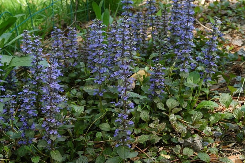 Fast-Spreading Ajuga