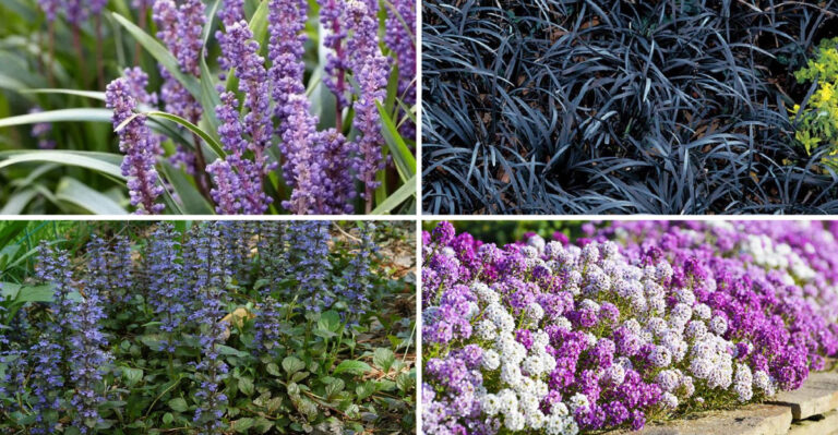 This One Perennial Fills Bare Ground Fast—and It’s Not What You Think