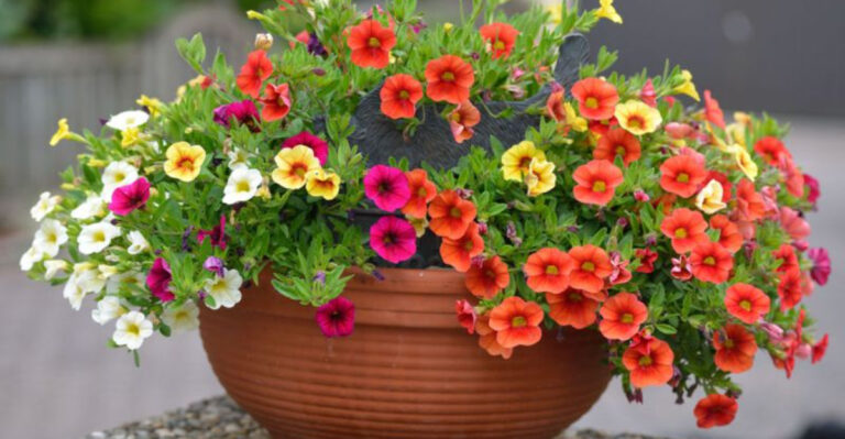 This Summer Flower Trend Is Exploding Right Now — 15 Varieties That Thrive in Containers