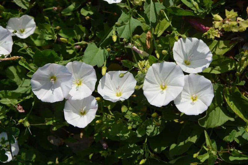 Bindweed