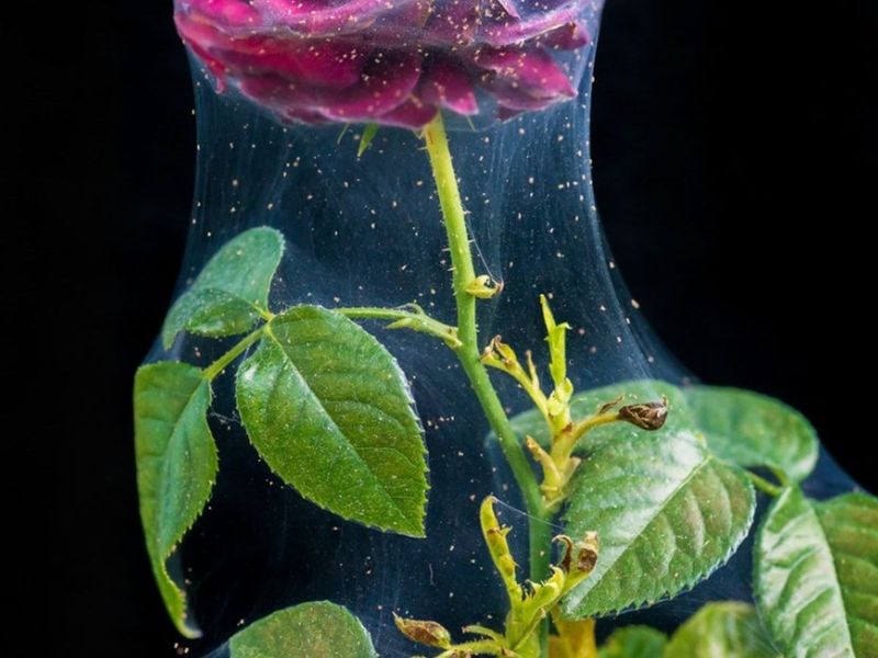 Spider Mites: The Invisible Web Weavers