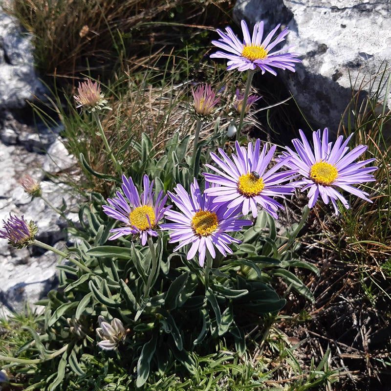 Alpine Aster