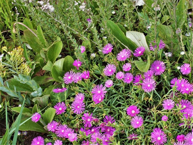 Ice Plant