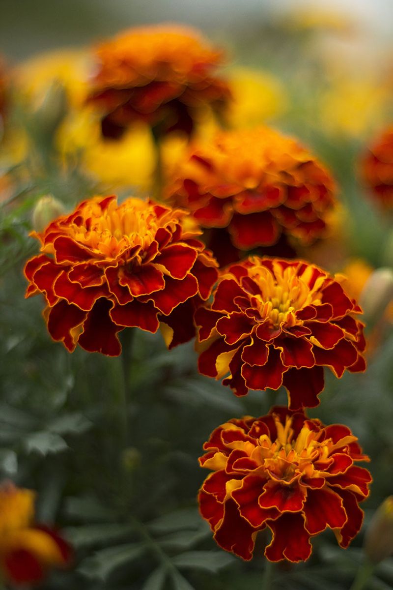 Marigold