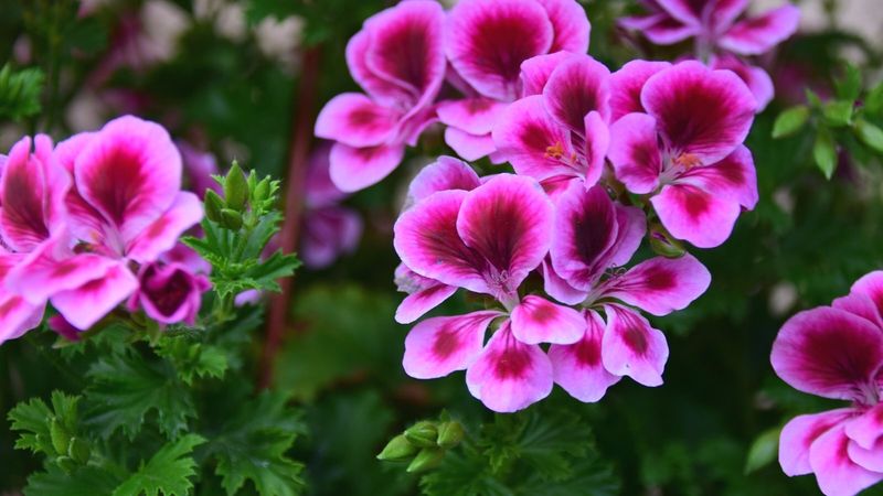Geranium
