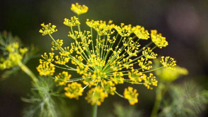 Fennel Flowers