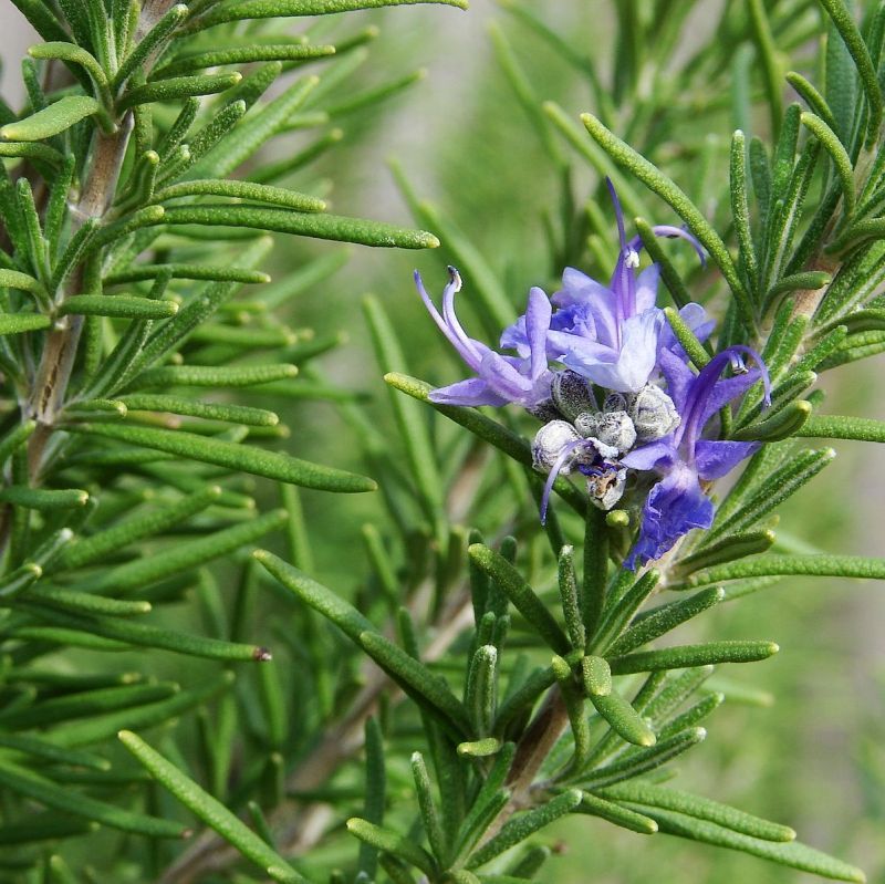 Rosemary (Salvia rosmarinus)