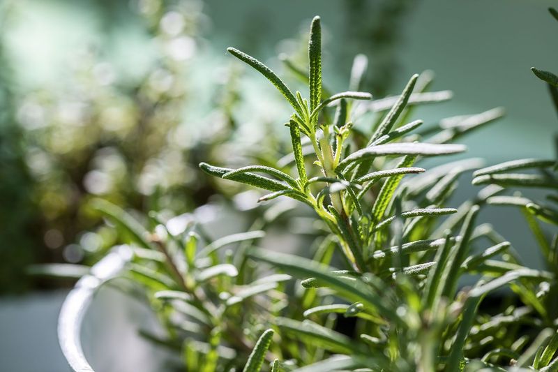 Rosemary (Rosmarinus officinalis)