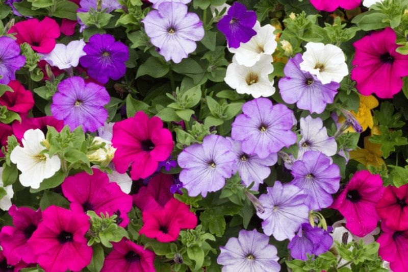 Petunia (Petunia spp.)