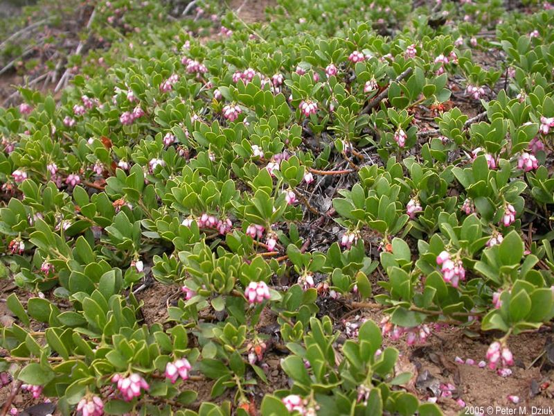 Arctostaphylos Uva-ursi