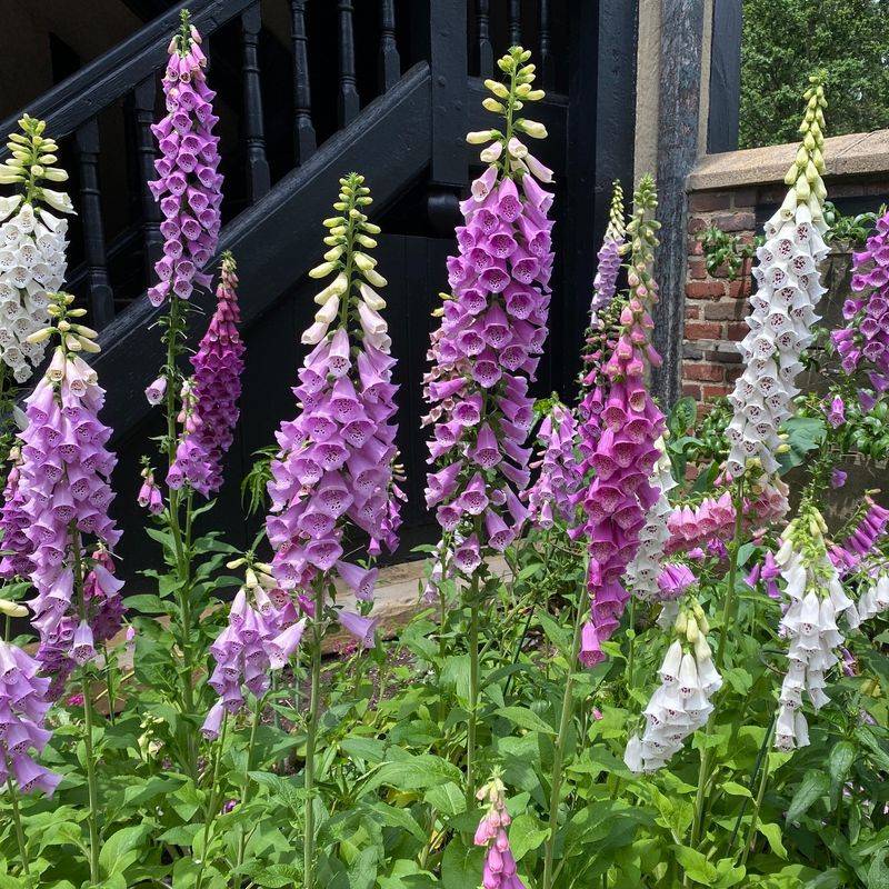 Digitalis purpurea (Foxglove)