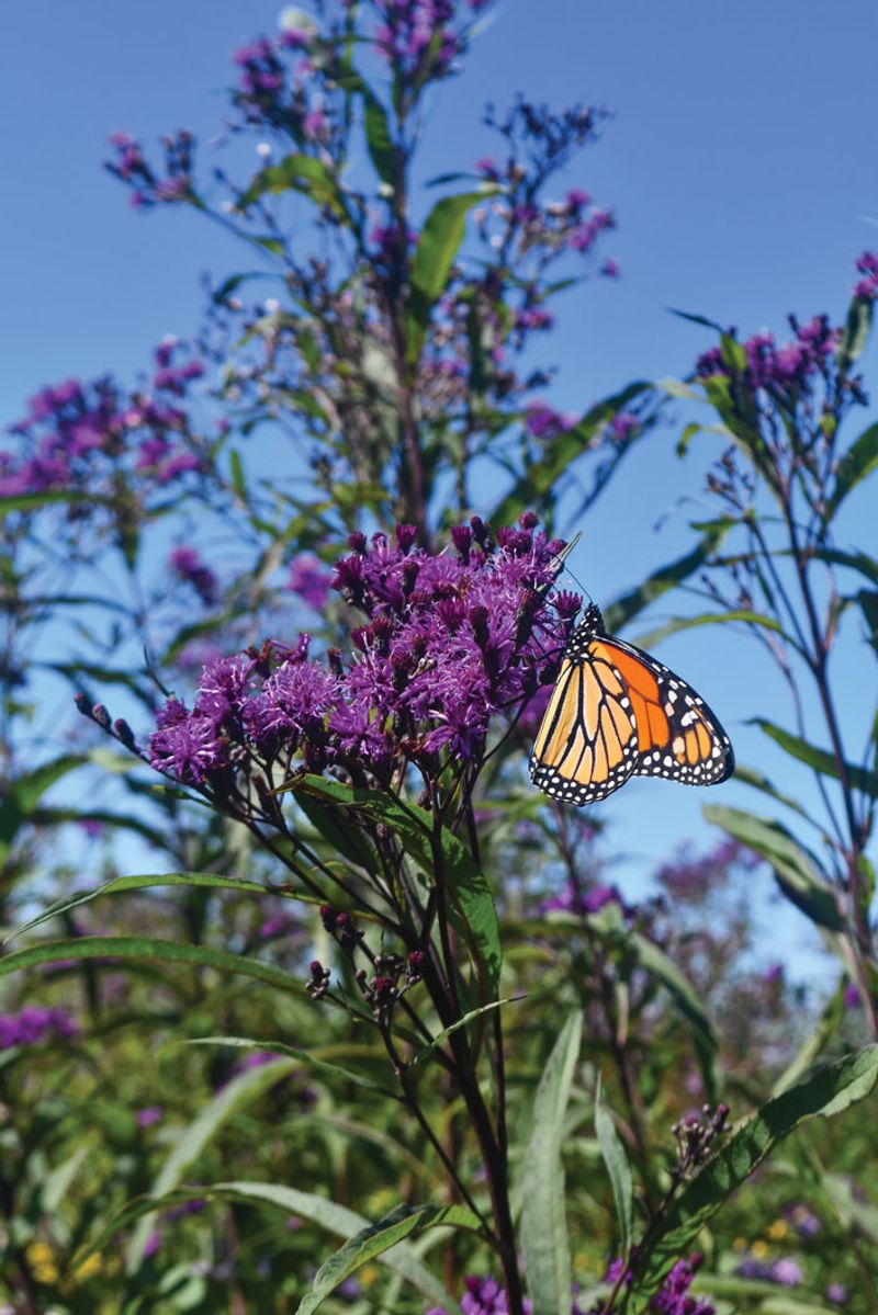 Ironweed (Vernonia)