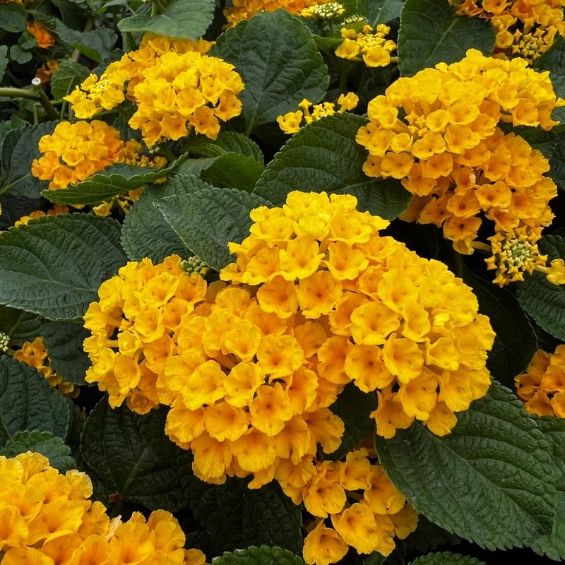 Lantana