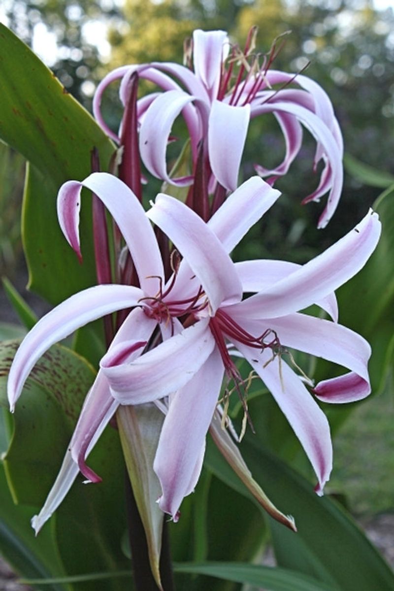 Crinum Lily (Crinum spp.)