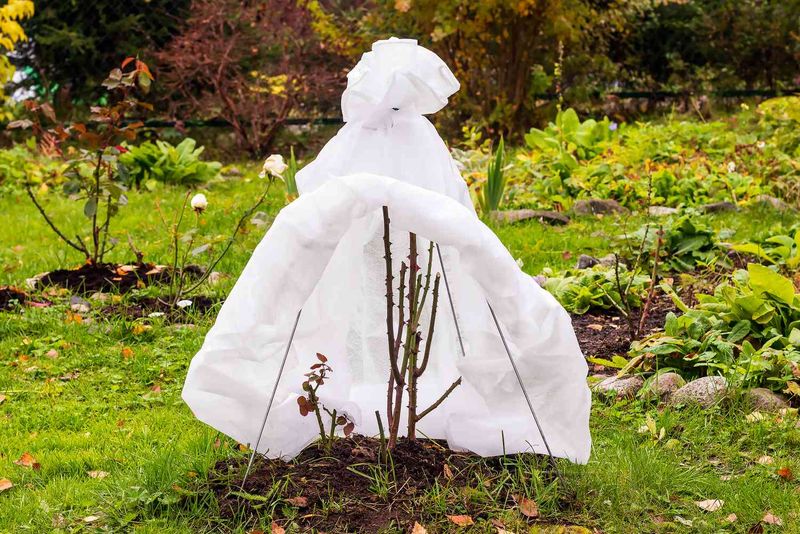 Provide Winter Protection