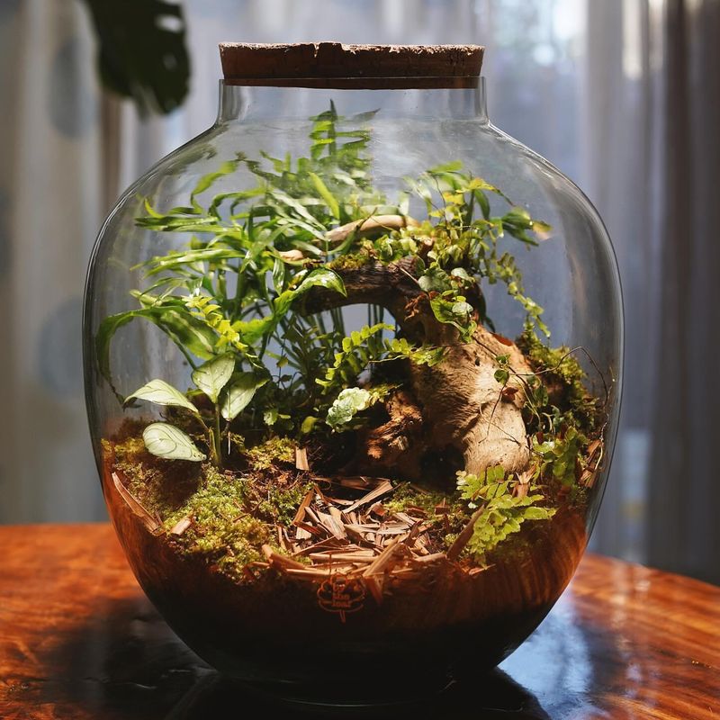 Terrarium Forest