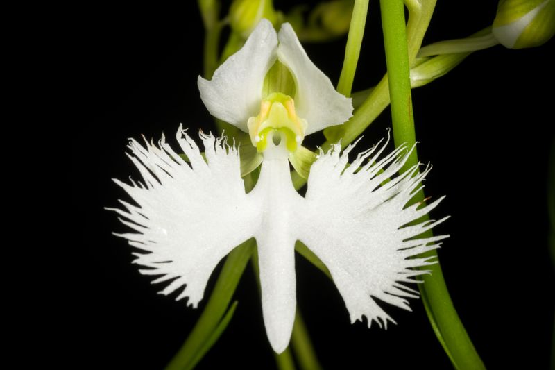 White Egret Orchid