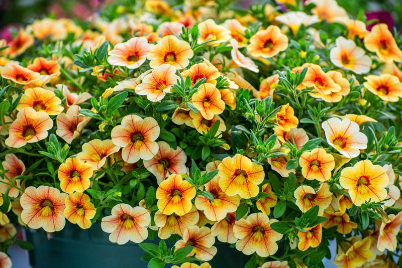 Calibrachoa (Million Bells) 🔔