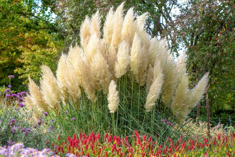 Ornamental Grasses