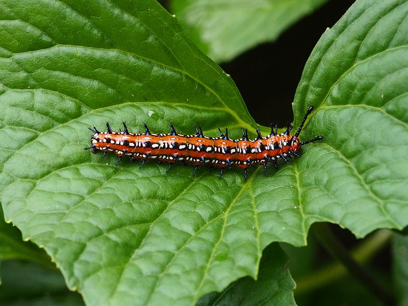 Variegated Fritillary Caterpillar