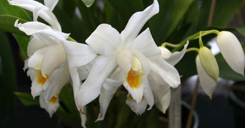 Coelogyne Orchid
