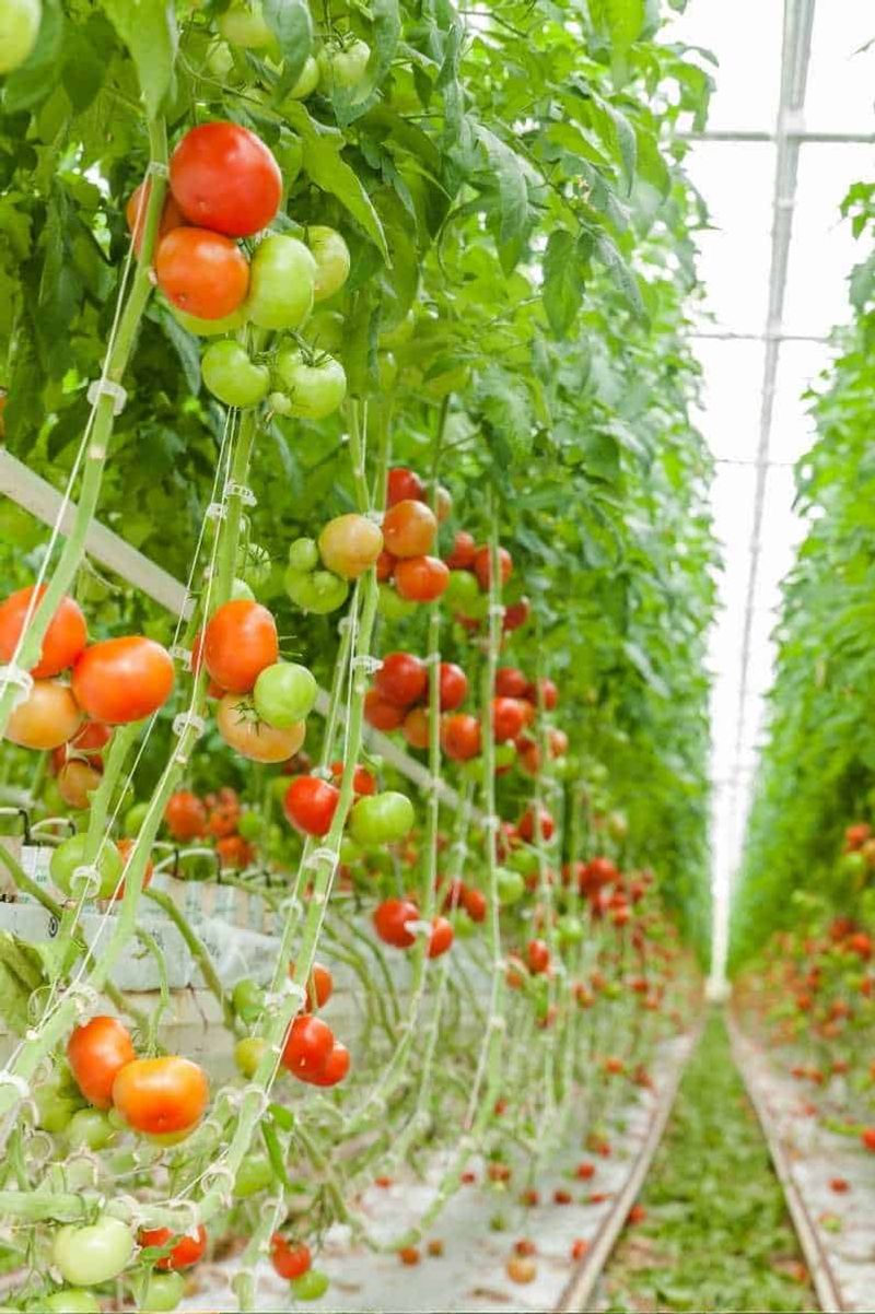 String and Trellis Method (Great for Greenhouses and Raised Beds)