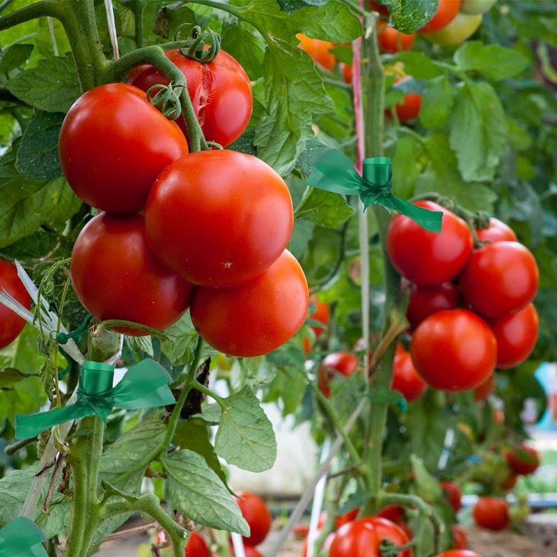 Stretchable Garden Tape (Gentle on Plants)