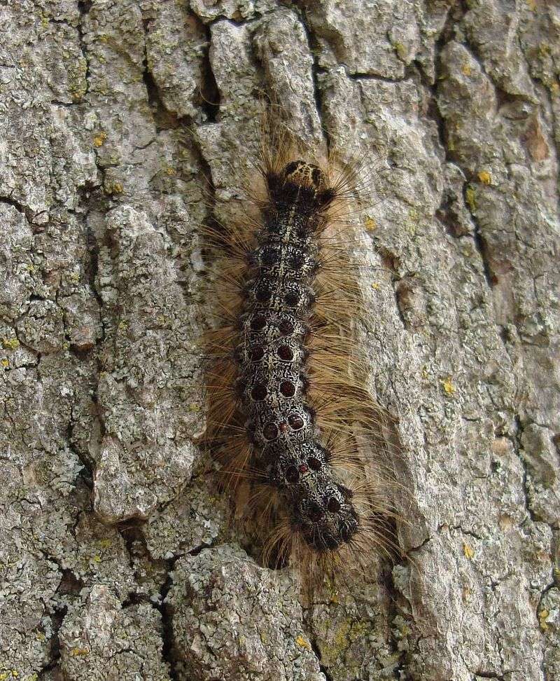Gypsy Moth Caterpillar
