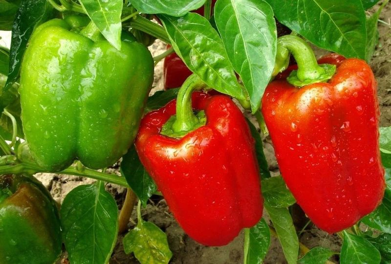 Bell Peppers