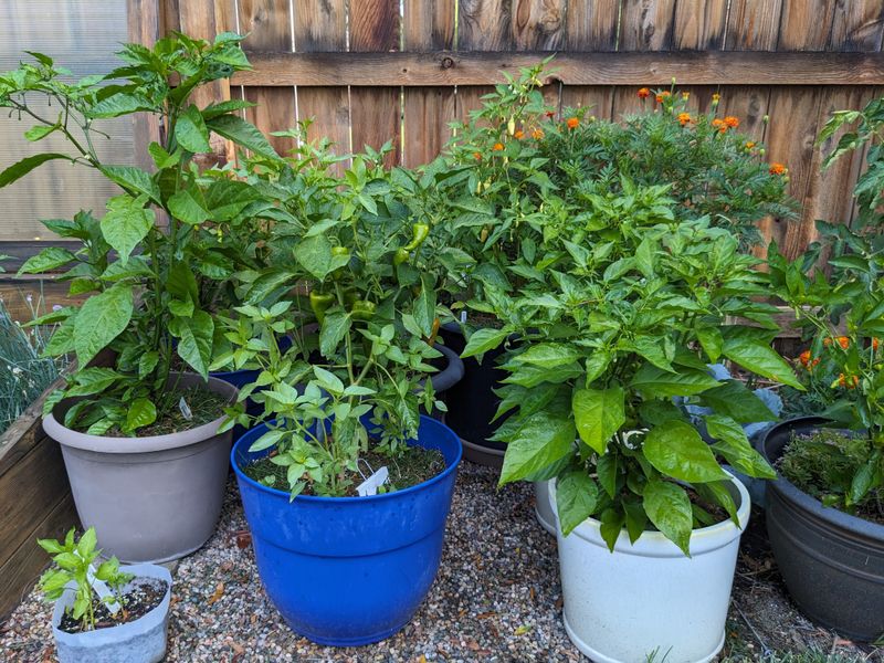 Peppers (Bell & Chili) 🌶️