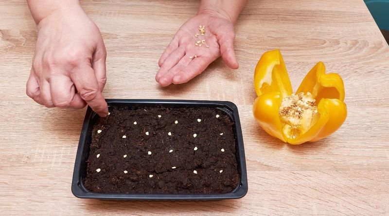 Bell Peppers (from Seeds)