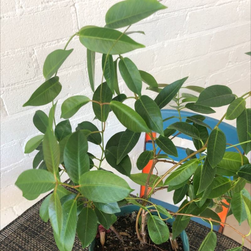 Over-Fertilizing (Lush Leaves, No Flowers)