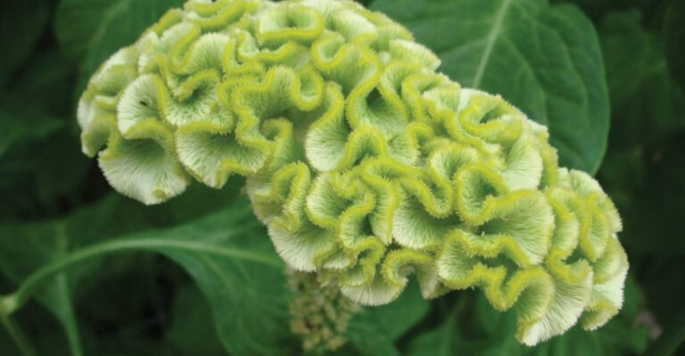 Top 20 Green Flowers for a Lush, Unique Garden
