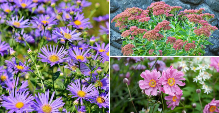 Top 27 Perennials That Bloom Long Into Fall