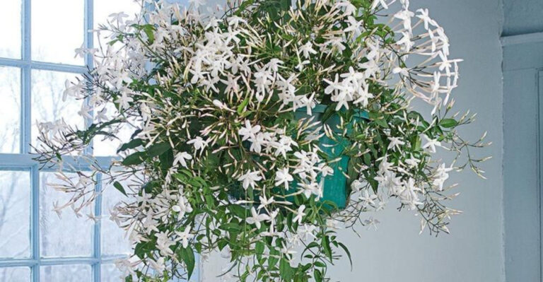 Top 30 Indoor Plants with White Flowers