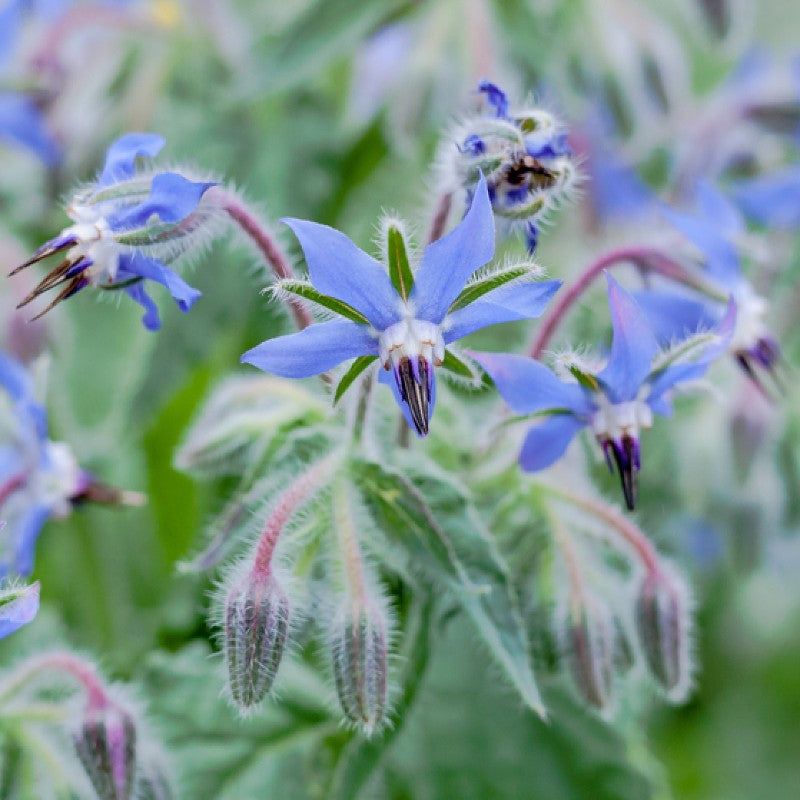 Borage