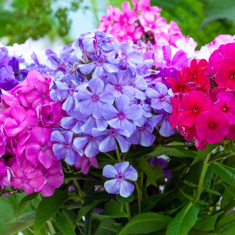 Phlox