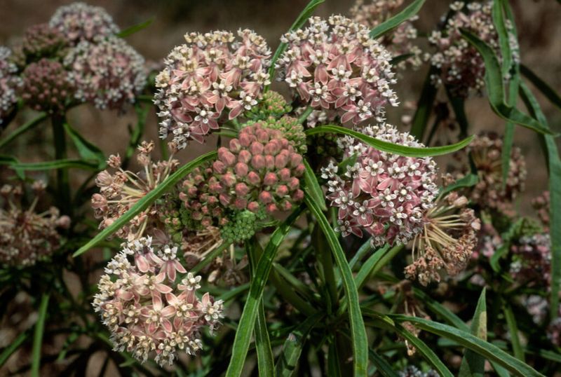 Unsightly in Late Season