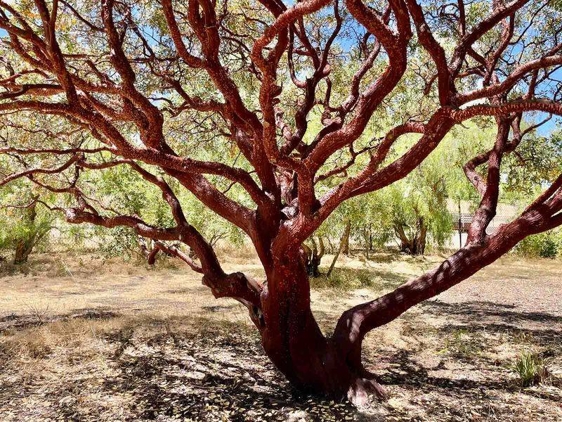 Manzanita (Arctostaphylos spp.)