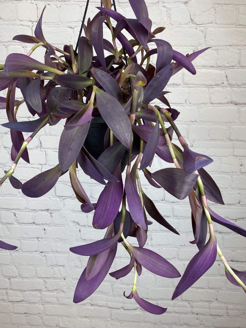 Purple Heart (Tradescantia pallida)