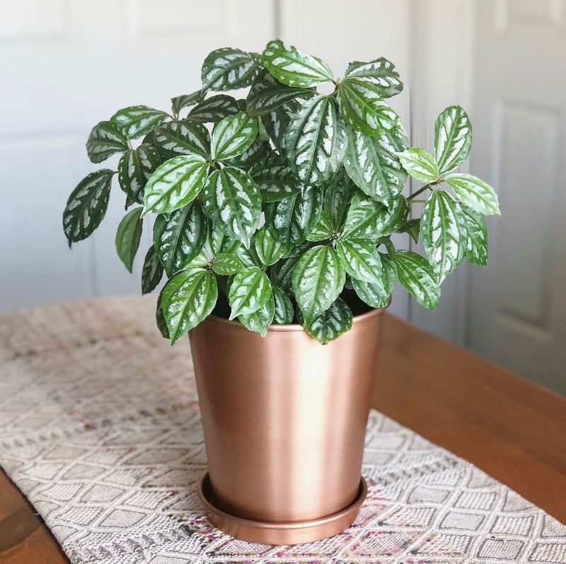 Aluminum Plant (Pilea cadierei)