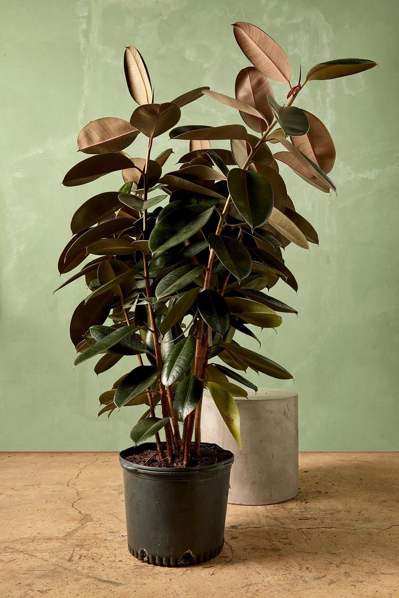 Rubber Plant ‘Burgundy’ (Ficus elastica)