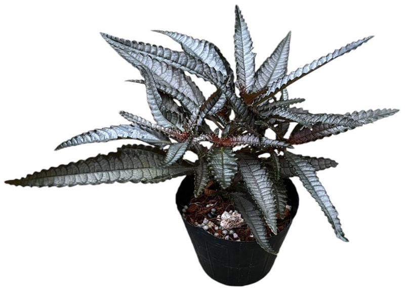 Pilea ‘Dark Mystery’