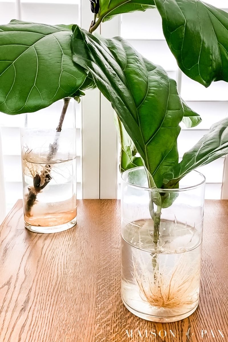 Fiddle Leaf Fig