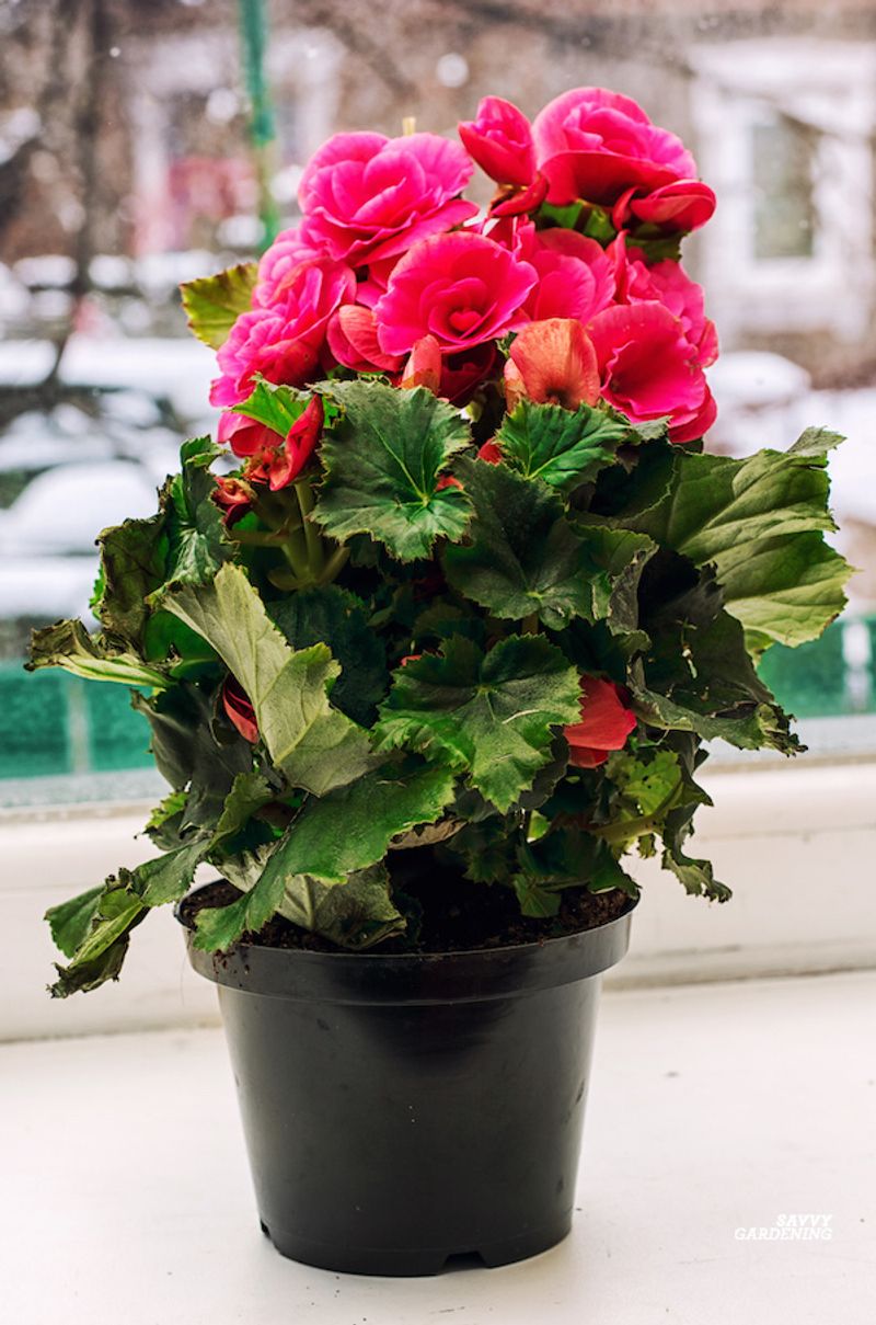 Rieger Begonia