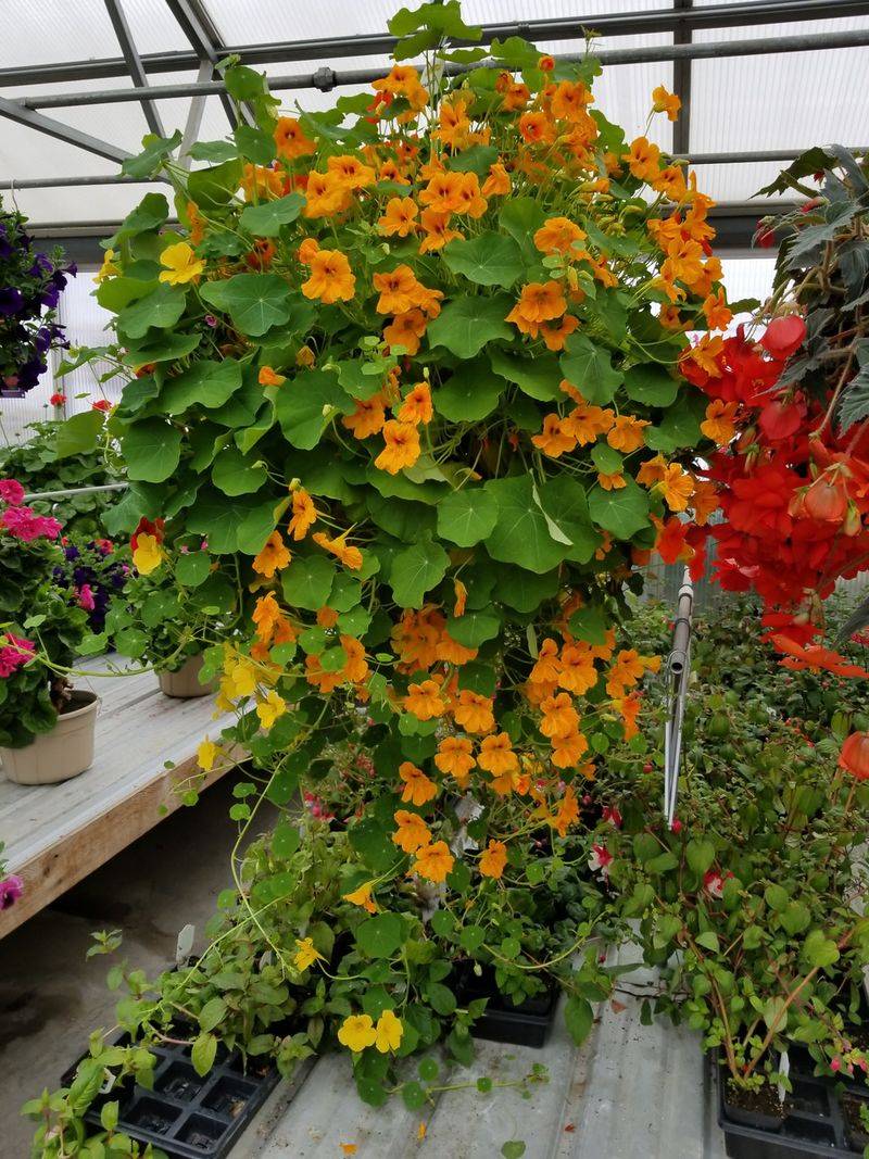 Hanging Nasturtium
