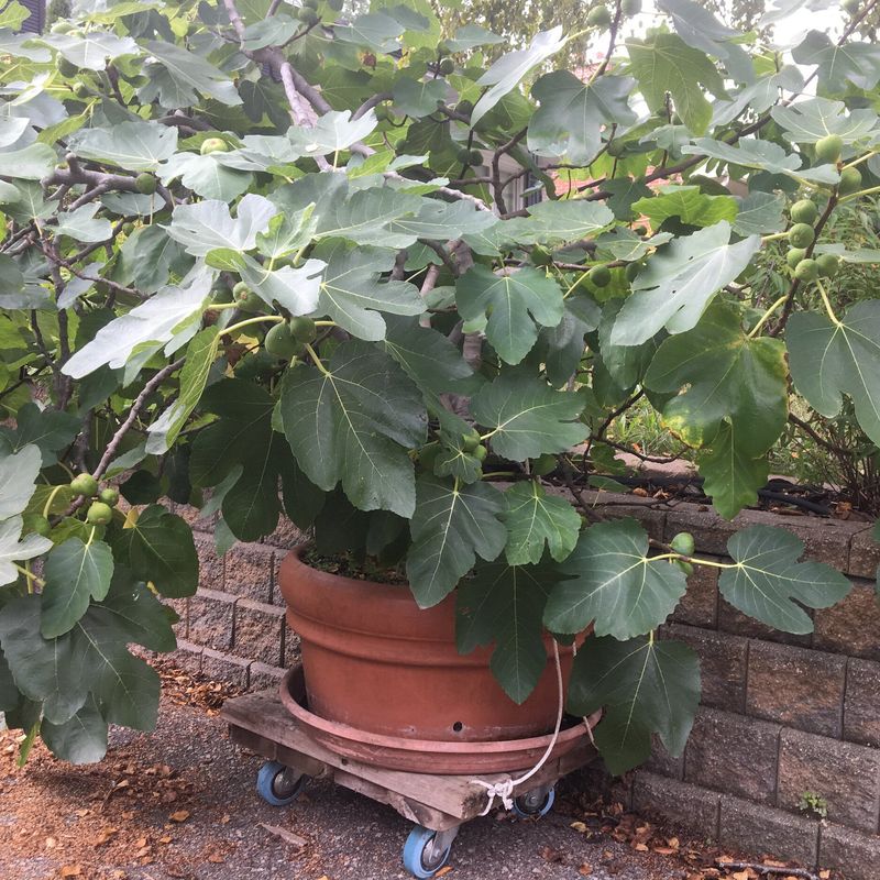 Seasonal Care and Maintenance