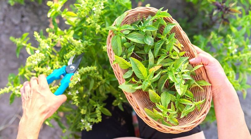 Harvest at the Right Time