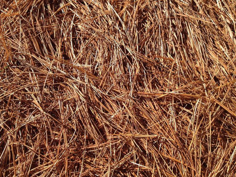 Consistent Mulching with Pine Needles or Straw