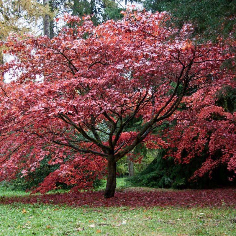 Japanese Maple